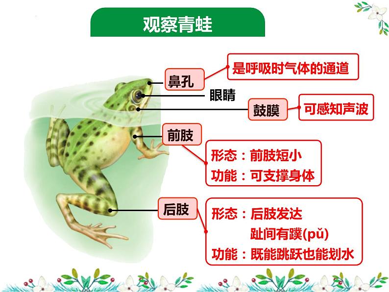 5.1.5两栖动物和爬行动物-课件第5页