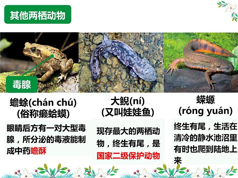 5.1.5两栖动物和爬行动物-课件第7页