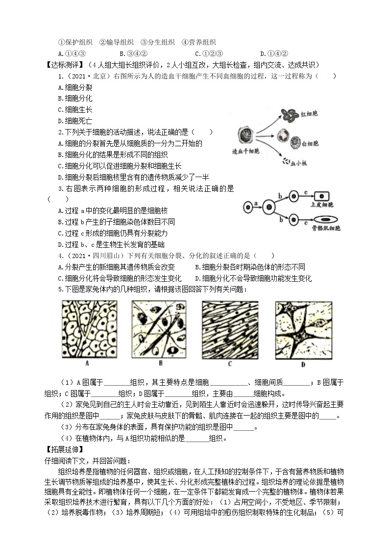 冀少版 初中生物 七年级上册 1.2.2细胞分化形成组织（学案）02