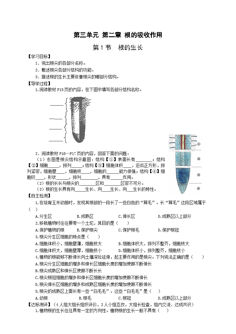 冀少版 初中生物 八年级上册 3.2.1根的生长 (学案)第1页