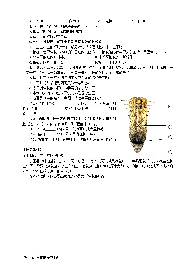 冀少版 初中生物 八年级上册 3.2.1根的生长 (学案)第2页
