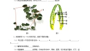 冀少版八年级上册第三单元  植物的生活第一章  种子的萌发和芽的发育第三节 芽的发育优秀测试题