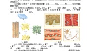 初中生物冀少版七年级上册第二节 细胞分化形成组织优秀练习题