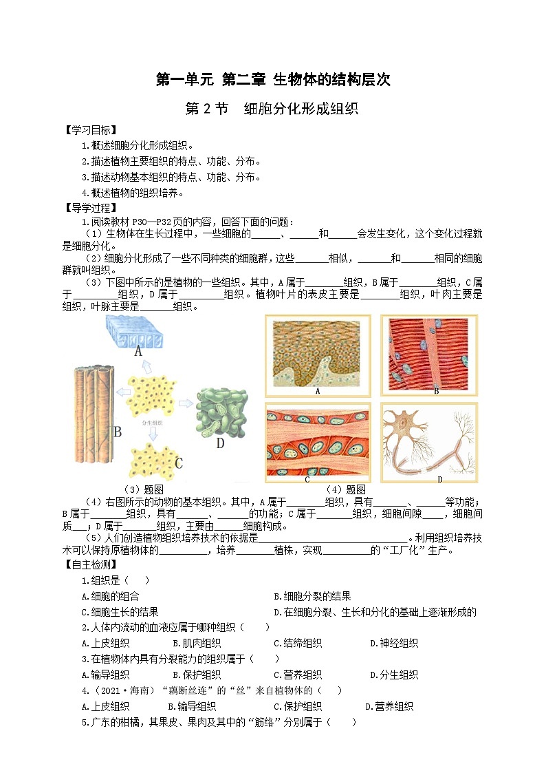 冀少版 生物七年级上册 1.2.2细胞分化形成组织(同步练习)01