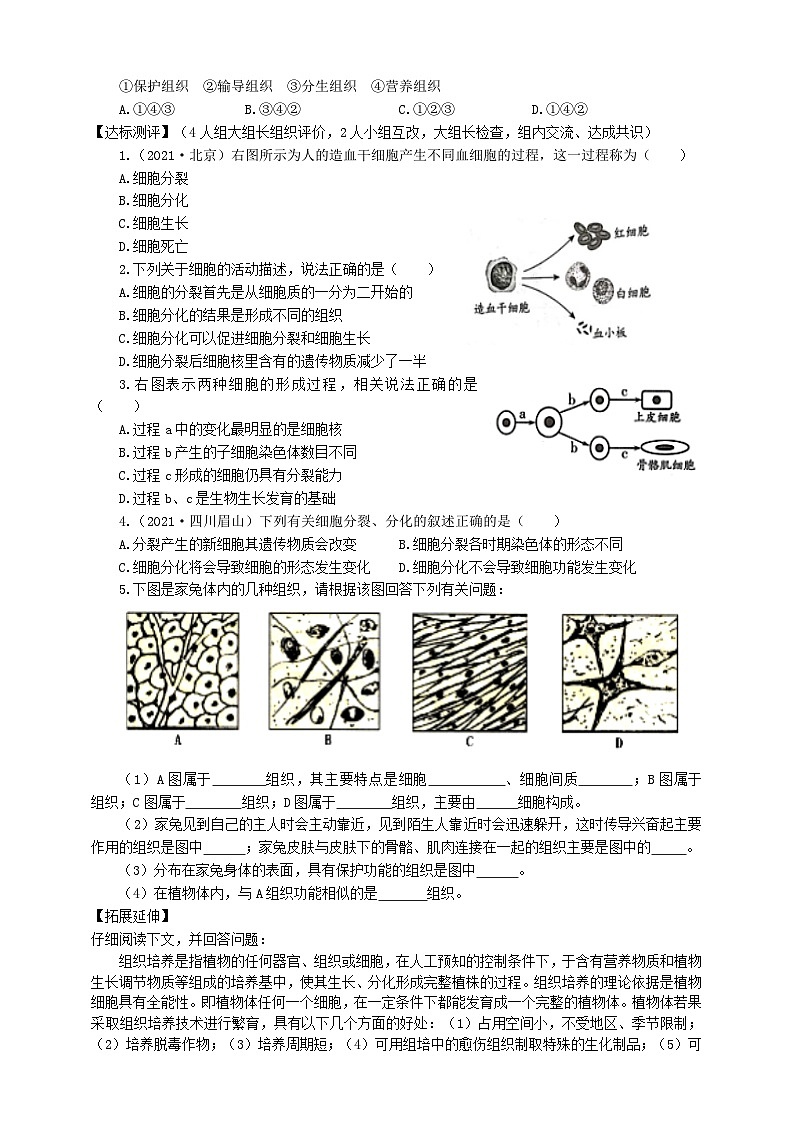 冀少版 生物七年级上册 1.2.2细胞分化形成组织(同步练习)02