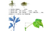初中冀少版第一节  在实验室里观察植物精品一课一练