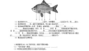 冀少版七年级上册第六节  鱼类精品随堂练习题