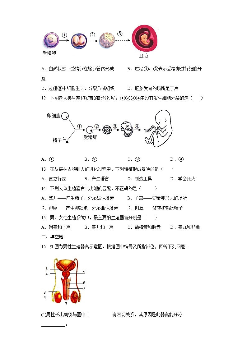 【鲁科版(五四学制)】 生物 七年级上册 第1章 人的由来 提升训练 (word版 含答案)03