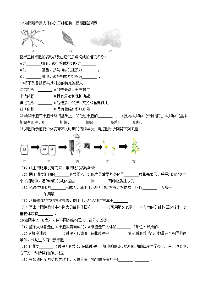 鲁科版（五四学制）初中生物 六年级上册 2.3.2 动物体的结构层次 同步测试（含解析）02