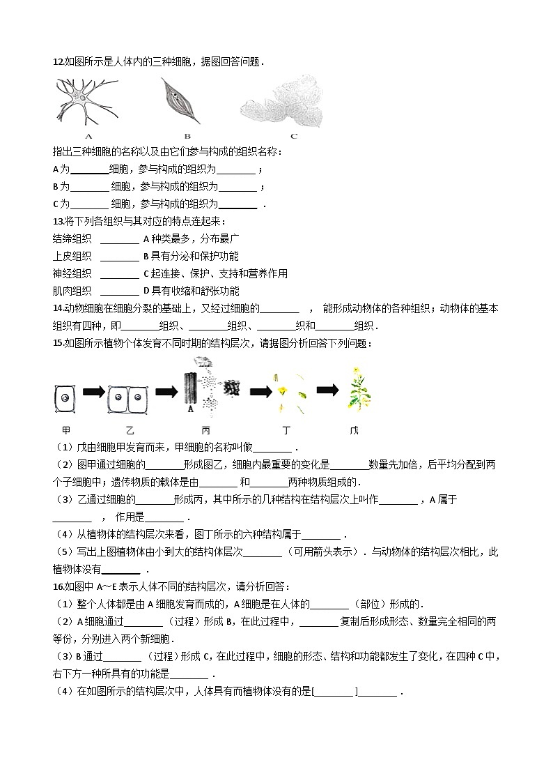 鲁科版(五四学制)初中生物 六年级上册 2.3.2 动物体的结构层次 同步测试(含解析)02