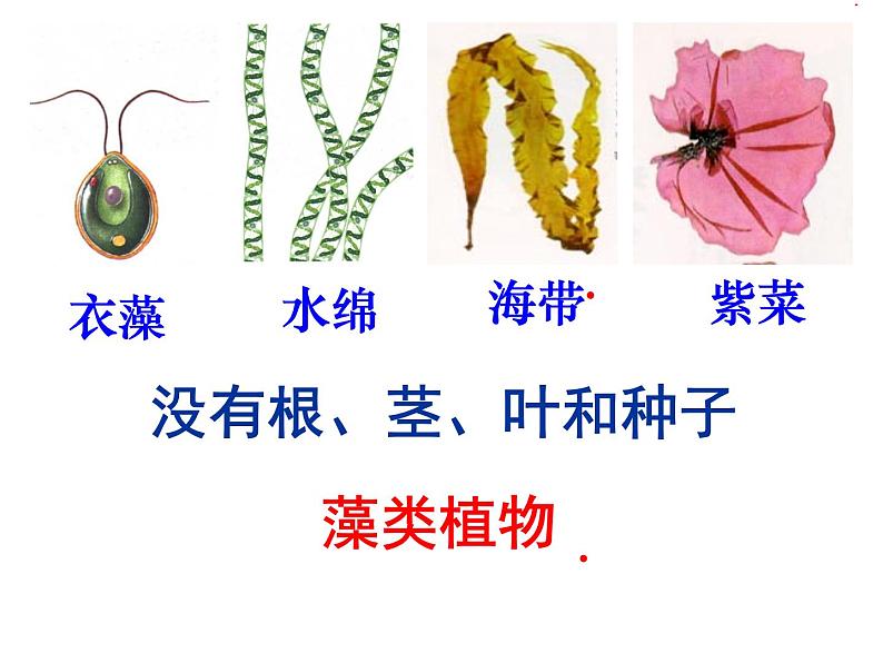 人教版八年级生物上册--1.1尝试对生物进行分类1(精品课件)第6页