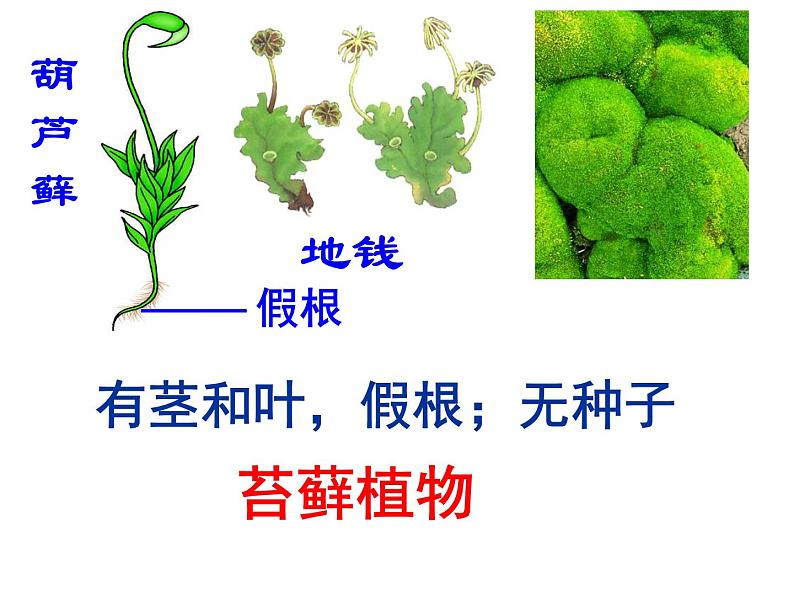 人教版八年级生物上册--1.1尝试对生物进行分类1(精品课件)第7页