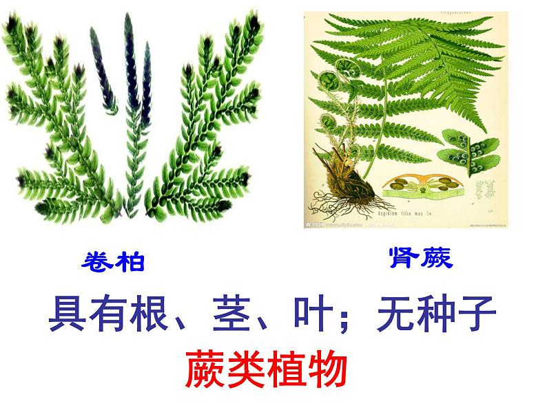 人教版八年级生物上册--1.1尝试对生物进行分类1(精品课件)第8页