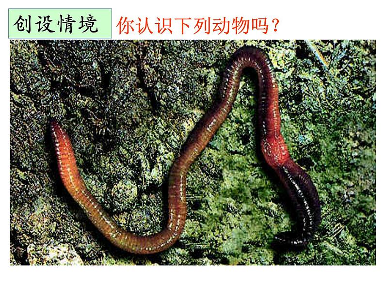 人教版八年级生物上册--1.2 线形动物和环节动物(精品课件)第2页