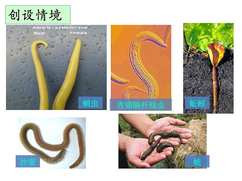 人教版八年级生物上册--1.2 线形动物和环节动物(精品课件)第3页