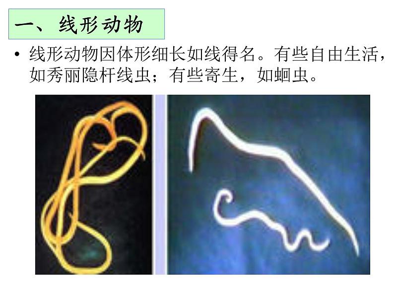 人教版八年级生物上册--1.2 线形动物和环节动物(精品课件)第6页