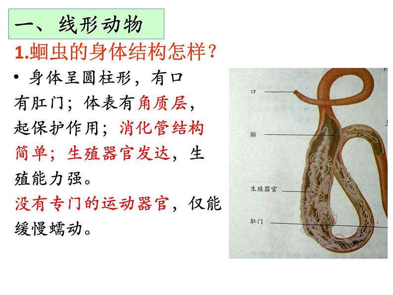 人教版八年级生物上册--1.2 线形动物和环节动物(精品课件)第8页