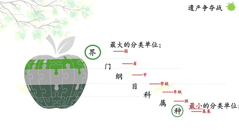 人教版八年级生物上册--1.2从种到界(精品课件)第7页