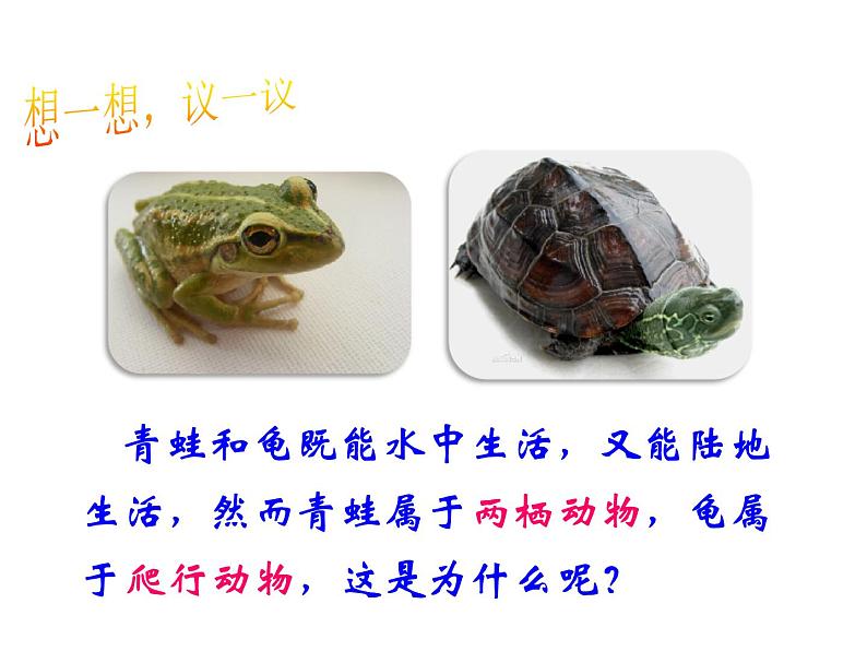 人教版八年级生物上册--1.5 两栖动物和爬行动物(精品课件)第2页