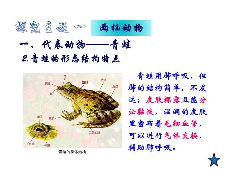 人教版八年级生物上册--1.5 两栖动物和爬行动物(精品课件)第6页