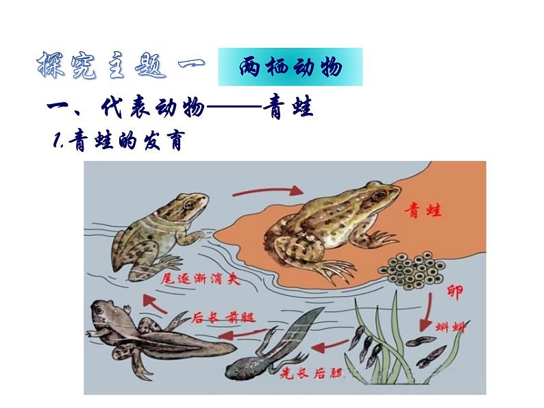 人教版八年级生物上册--1.5 两栖动物和爬行动物(精品课件)第7页