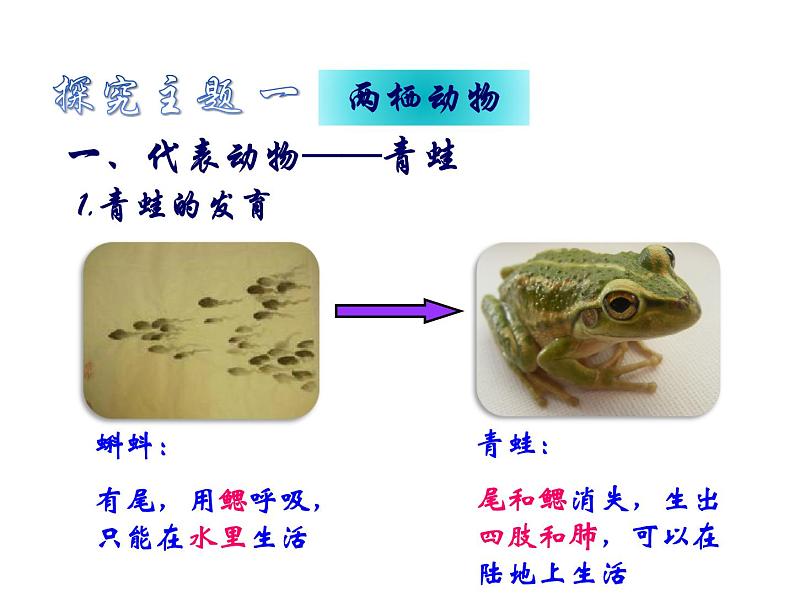 人教版八年级生物上册--1.5 两栖动物和爬行动物(精品课件)第8页