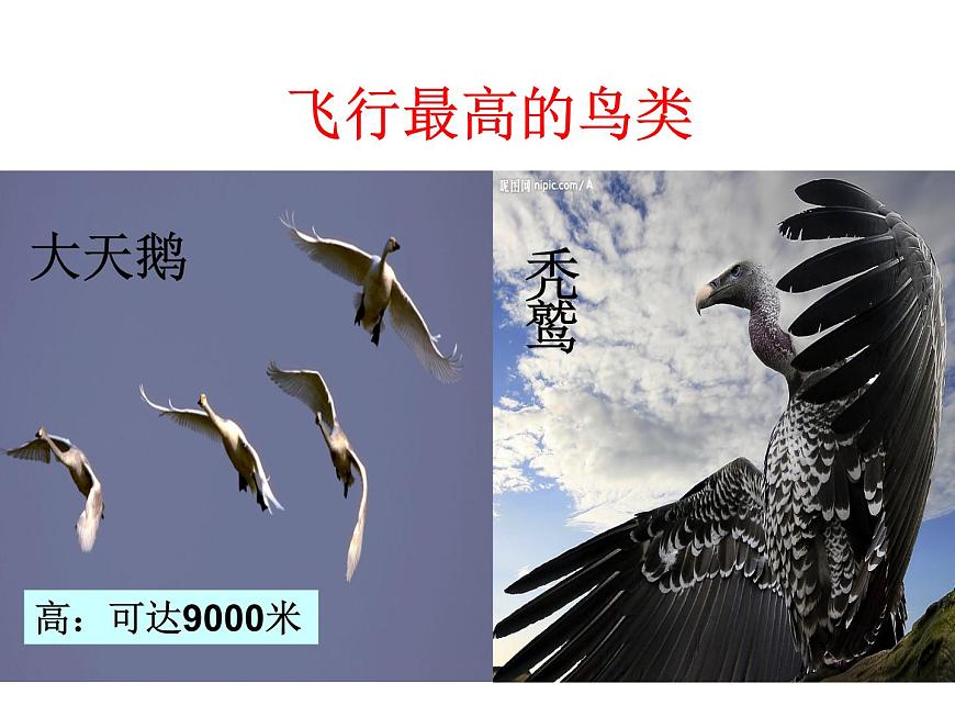 人教版八年級生物上冊--1.6鳥（精品課件1）第3頁
