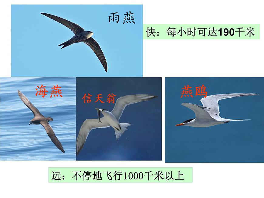 人教版八年級生物上冊--1.6鳥（精品課件1）第4頁