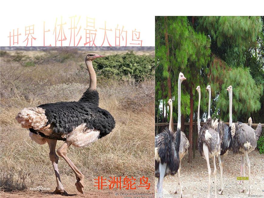 人教版八年級生物上冊--1.6鳥（精品課件1）第5頁