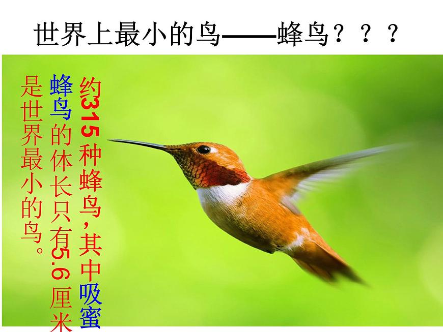 人教版八年級生物上冊--1.6鳥（精品課件1）第6頁