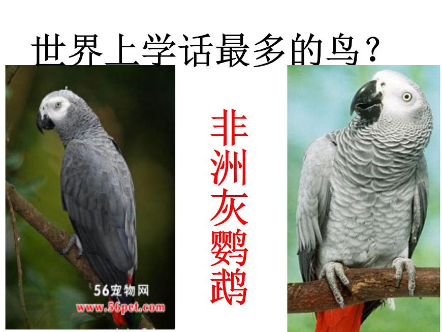 人教版八年級生物上冊--1.6鳥（精品課件1）第7頁