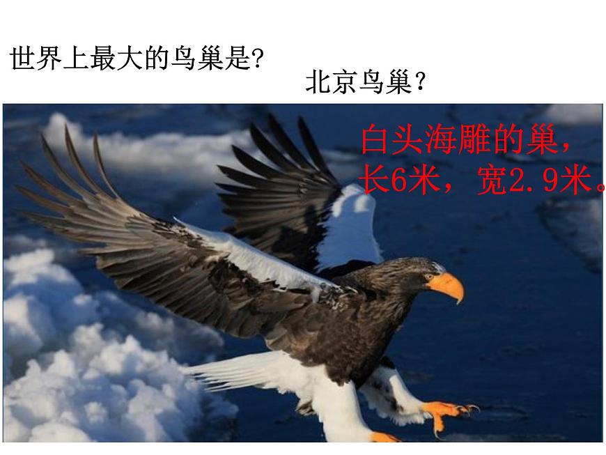 人教版八年級生物上冊--1.6鳥（精品課件1）第8頁