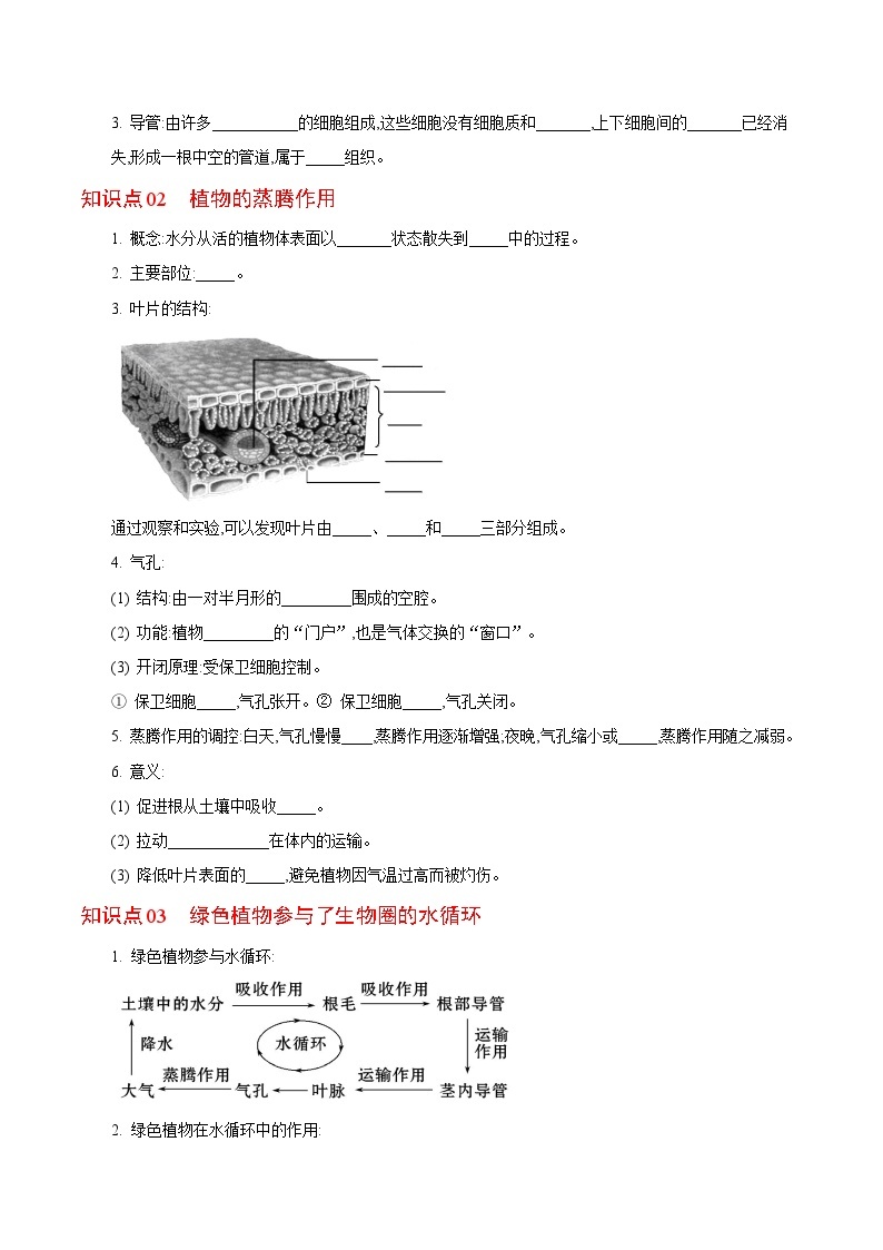 【同步讲义】人教版生物七年级上册--3.3《绿色植物与生物圈的水循环》讲义02