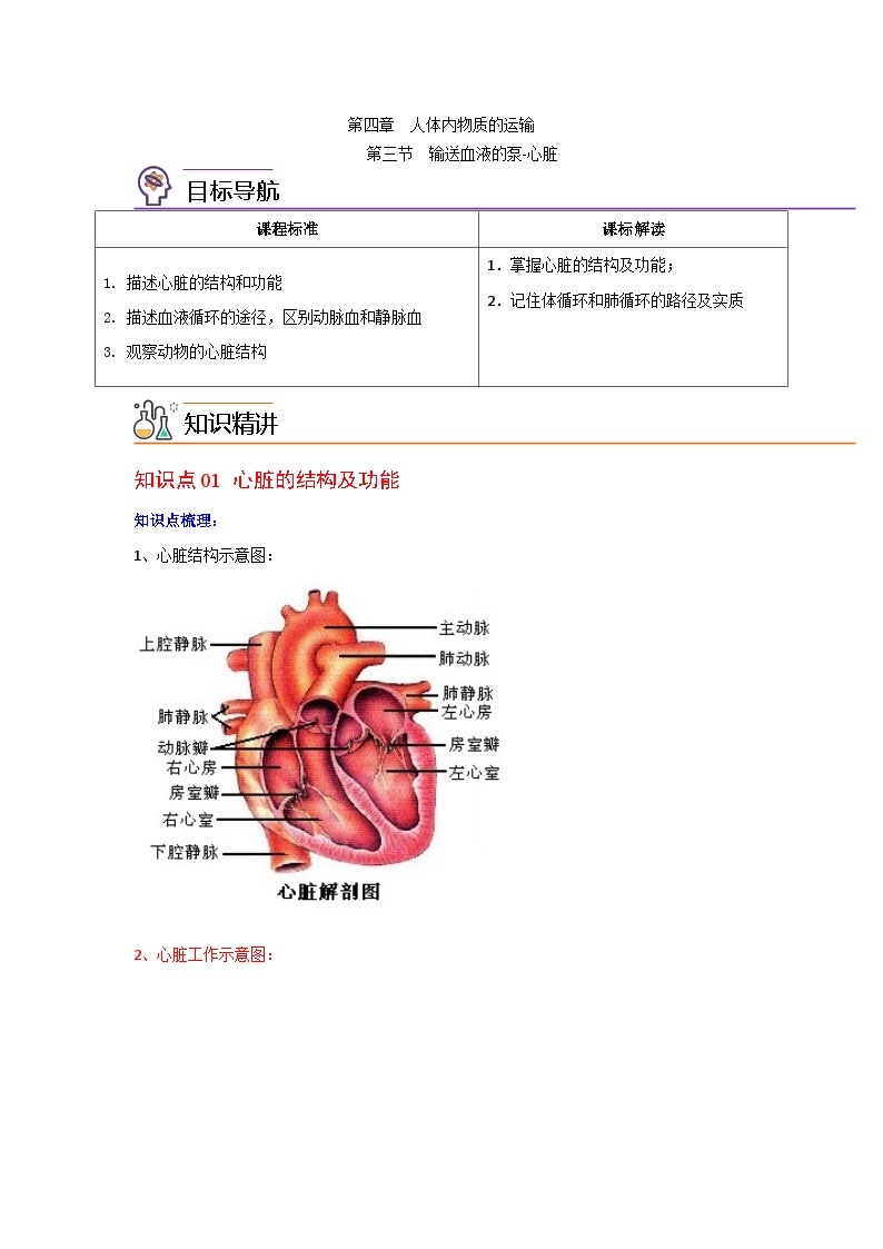 【同步讲义】人教版生物七年级下册--4.3《输送血液的泵——心脏》讲义01