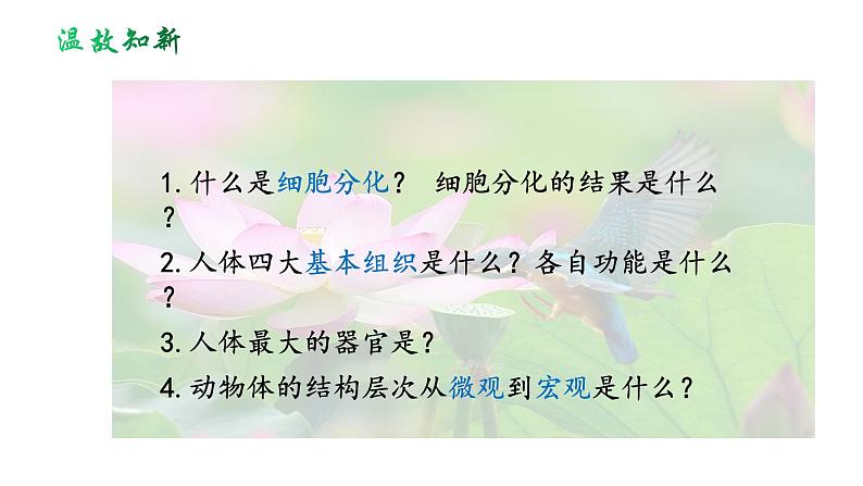 人教版七年级生物上册--2.2.3 植物体的结构层次(精品课件)第1页
