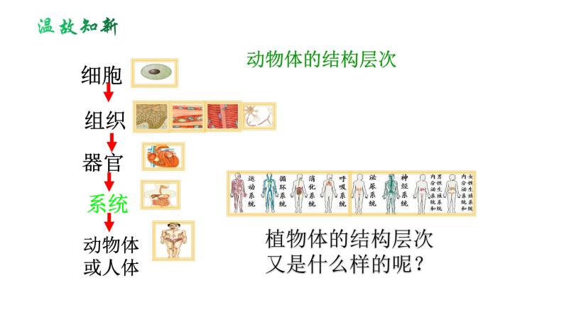 人教版七年级生物上册--2.2.3 植物体的结构层次（精品课件）02