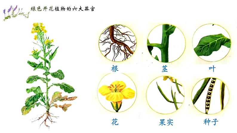 人教版七年级生物上册--2.2.3 植物体的结构层次(精品课件)第4页