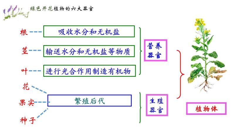 人教版七年级生物上册--2.2.3 植物体的结构层次（精品课件）05