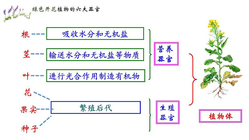 人教版七年级生物上册--2.2.3 植物体的结构层次(精品课件)第5页