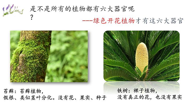 人教版七年级生物上册--2.2.3 植物体的结构层次(精品课件)第6页