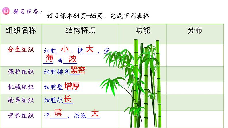 人教版七年级生物上册--2.2.3 植物体的结构层次(精品课件)第7页