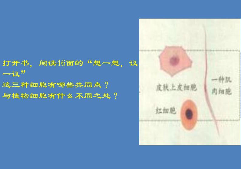 人教版七年级生物上册--第三节 《动物细胞》(精品课件)第4页