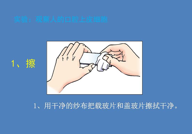 人教版七年级生物上册--第三节 《动物细胞》(精品课件)第5页