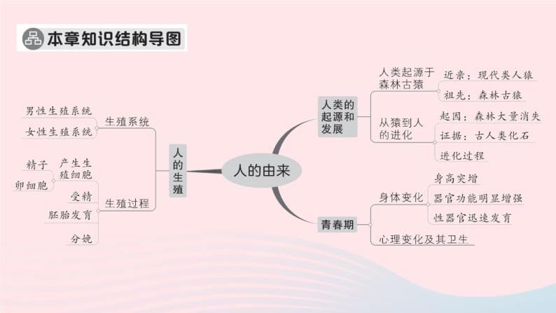 2023七年级生物下册第四单元生物圈中的人第一章人的由来总结训练作业课件新版新人教版02