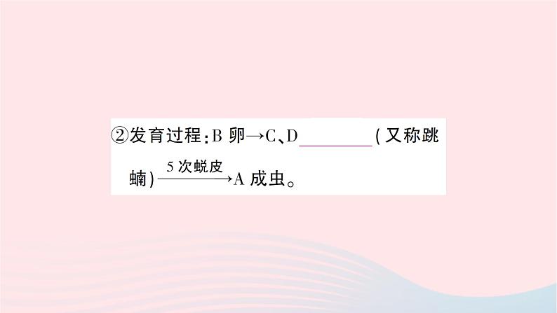 2023八年级生物下册第七单元生物圈中生命的延续和发展第一章生物的生殖和发育第二节昆虫的生殖和发育作业课件新版新人教版第5页
