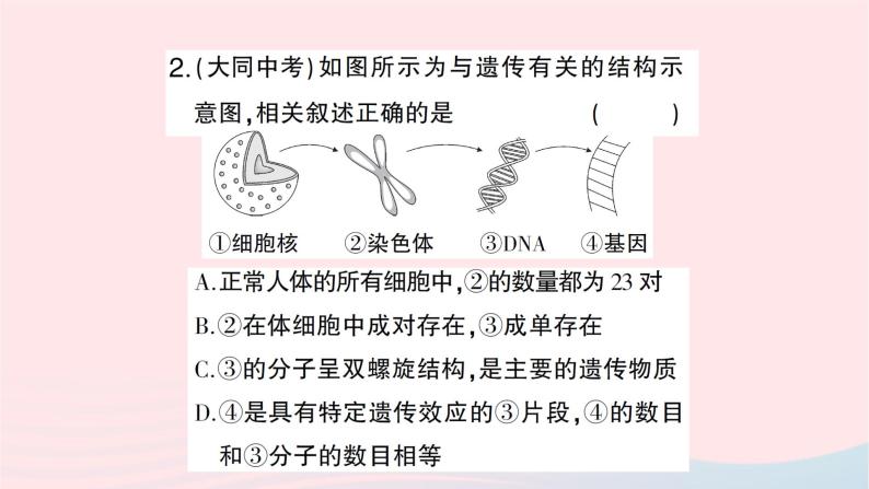 2023八年级生物下册第七单元生物圈中生命的延续和发展第二章生物的遗传与变异总结训练作业课件新版新人教版08