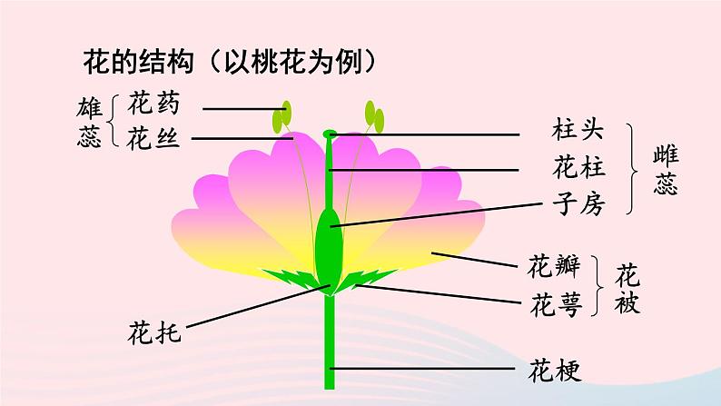 第一节 植物的生殖第5页