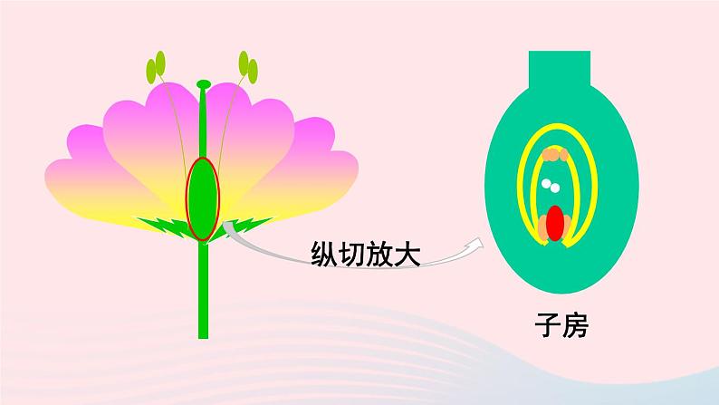 第一节 植物的生殖第6页