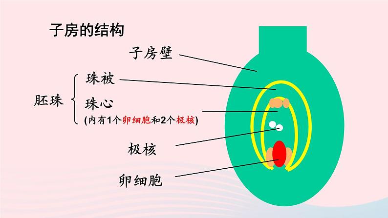 第一节 植物的生殖第7页