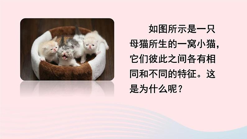 第一节 基因控制生物的性状第3页